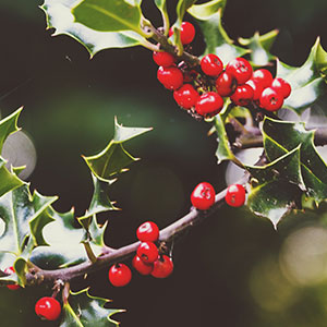 Crimson Berries