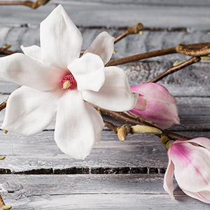 Magnolia Blossom & Wood