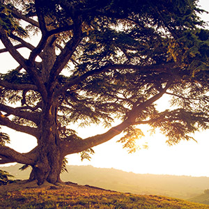 Cedar