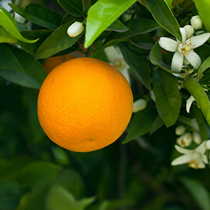 Legni e Fiori d’Arancio
