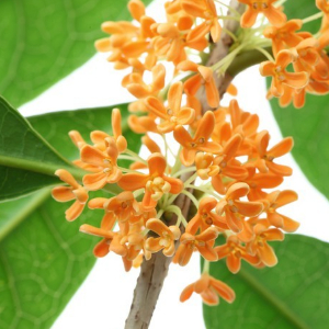 Osmanthus Dew