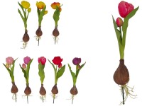 Művirágok, műanyag 400 mm-es tulipán virághagymával, színmix