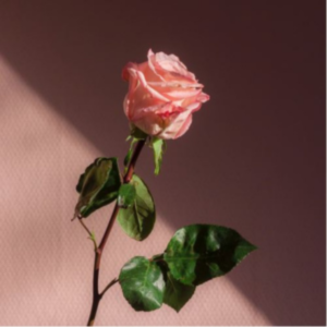 Rouge Oud
