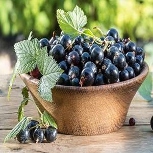 Grape Cassis